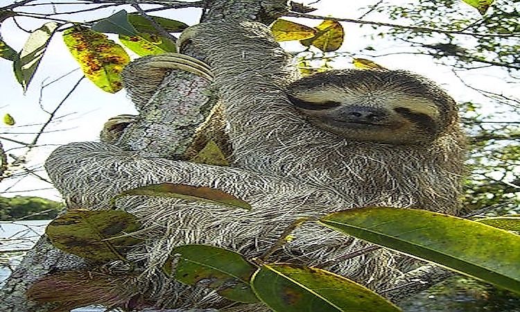 #7 Three-toed Sloth