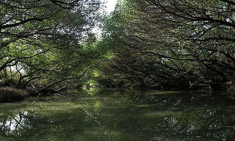 #8 Taijiang National Park -