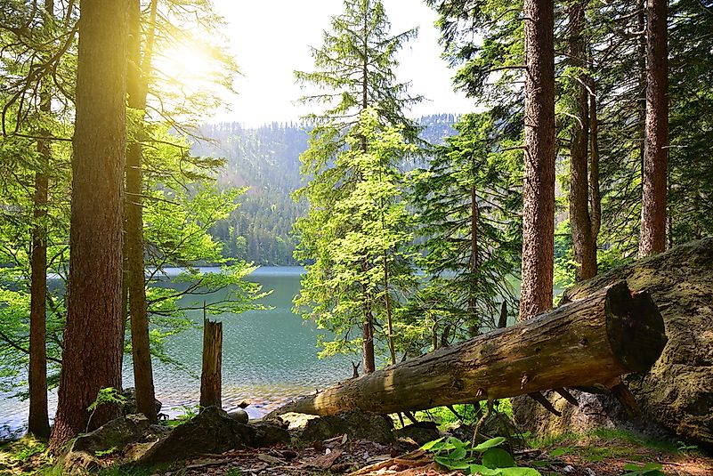 #3 Šumava National Park