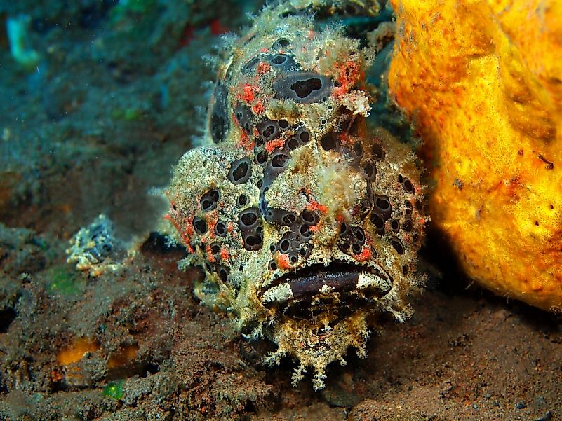 Anglerfish, Island Bali, Tulamben, Indonesia Anglerfish, Island Bali, Tulamben, Indonesia