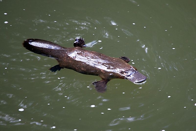 A platypus swimming in the water. A platypus swimming in the water.