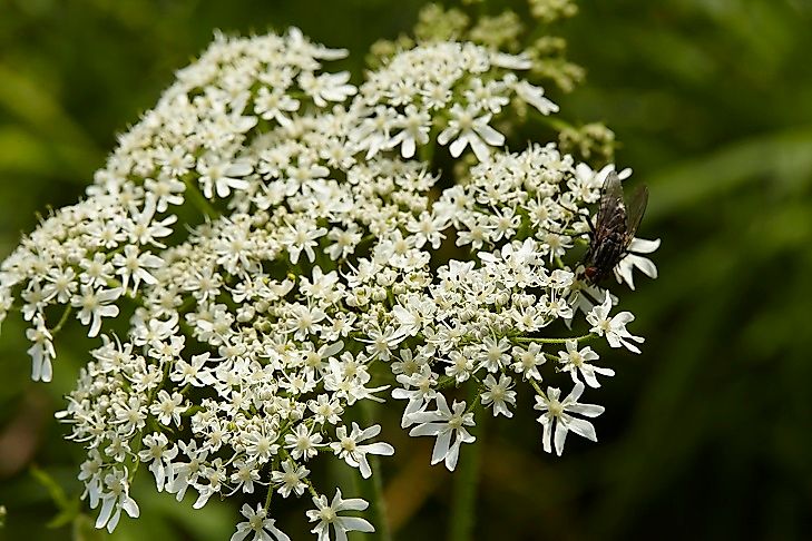 #2 Featured Plants