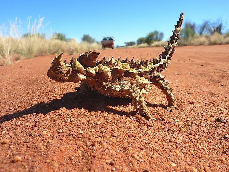 #4 Thorny devil