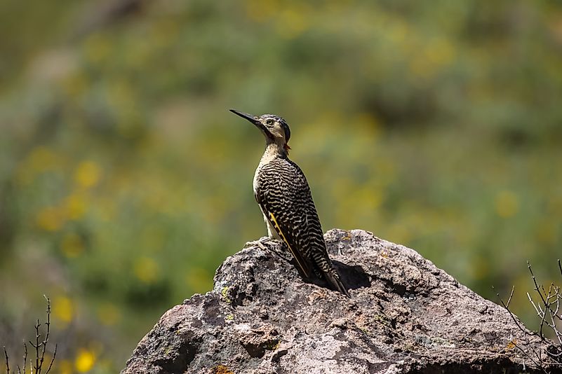 #4 Andean Flicker