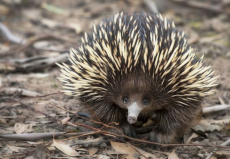 An echidna. An echidna.