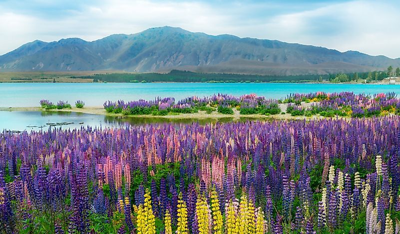 #9 New Zealand