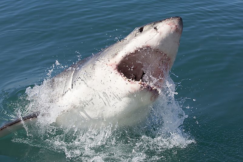 A Great White Shark. A Great White Shark.