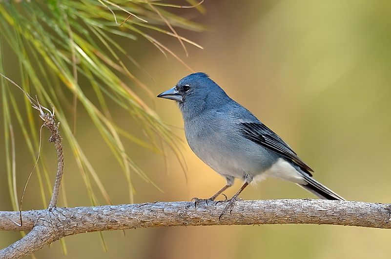 #11 Tenerife Blue Chaffinch