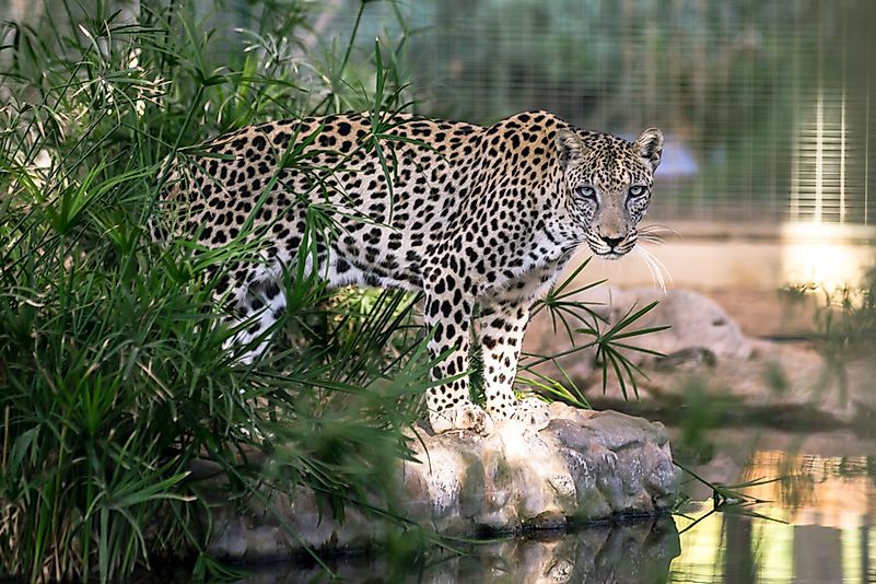 #6 Arabian Leopard
