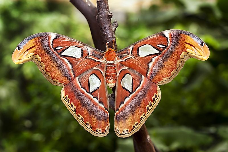 #3 Atlas Moth