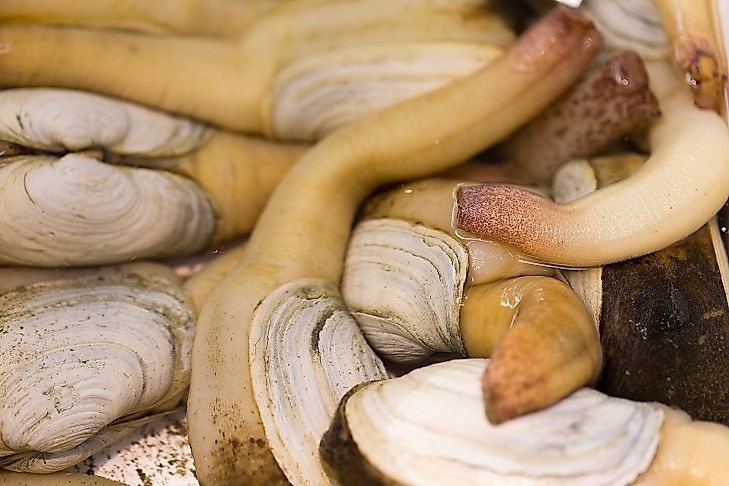 #10 Puget Sound Geoducks