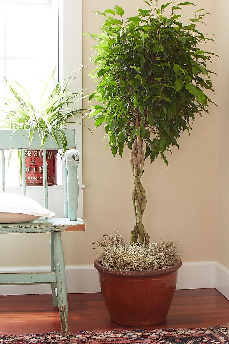 Ficus plants will add shine to any room. Editorial credit: hgtv.com