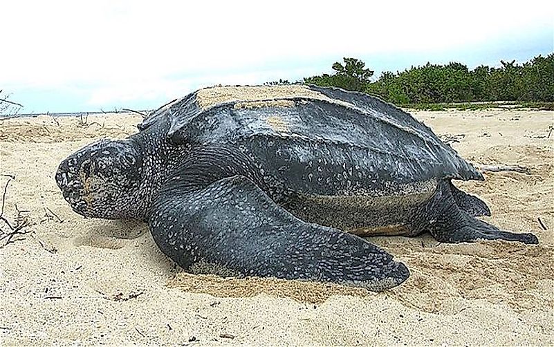 #11 Turtles
