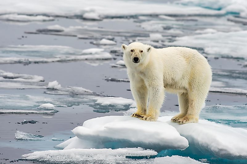 The fact that the weather gets colder during winter does not mean that climate change is going backward or slowing down. The fact that the weather gets colder during winter does not mean that climate change is going backward or slowing down.