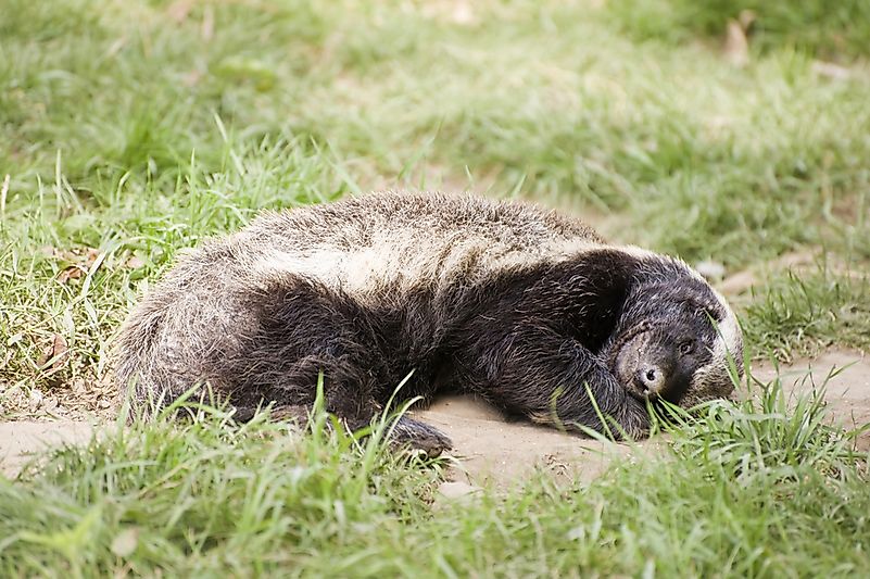 The fearless honey badger taking time out. The fearless honey badger taking time out.