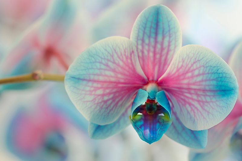 Orchid. Orchid
