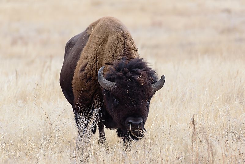 #7 American Bison