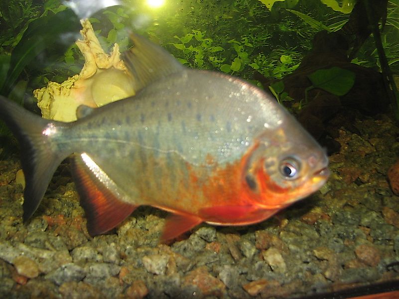 The red pacu. Image credit: Wisky/Wikimedia.org The red pacu. Image credit: Wisky/Wikimedia.org
