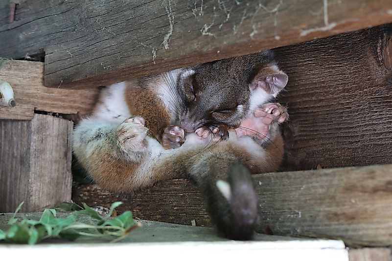 Possum in a corner. Possum in a corner.