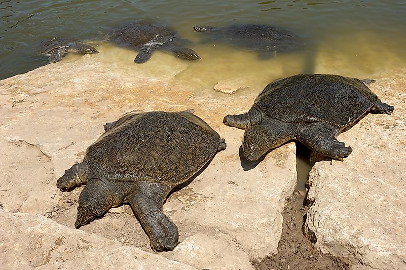 #10 Soft Shell Turtles