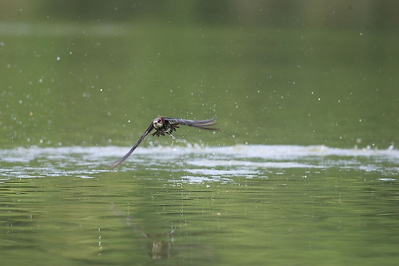 #4 White-throated Needletail