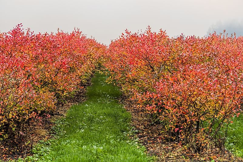 #4 Oregon - 86.1 Million Pounds of Blueberries Produced