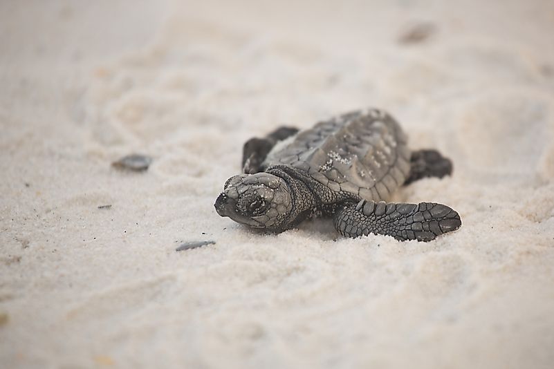 #4 Kemp's Ridley Sea Turtle