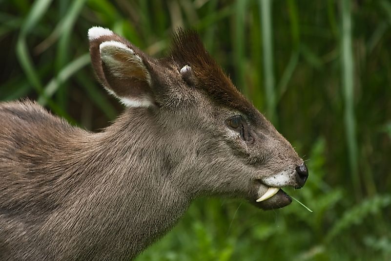 Tufted Deer. Tufted Deer.