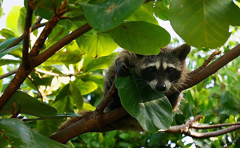 #6 Pygmy Raccoon