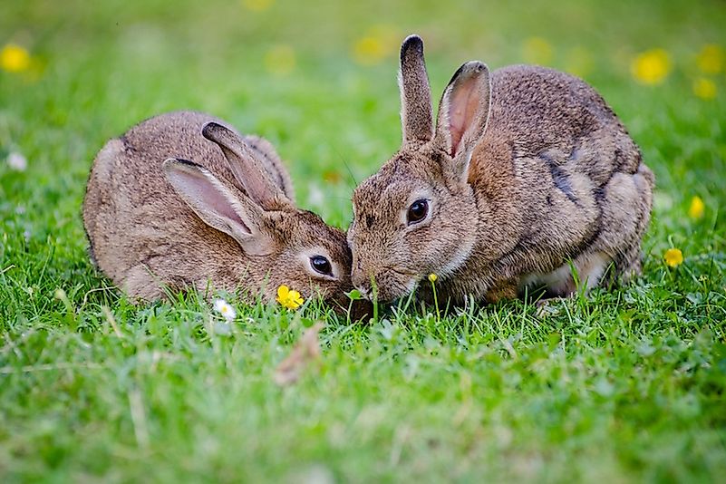 #5 Rabbit