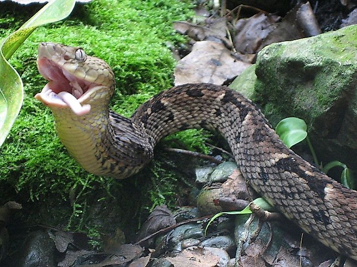#3 The Golden Lancehead Pit Viper
