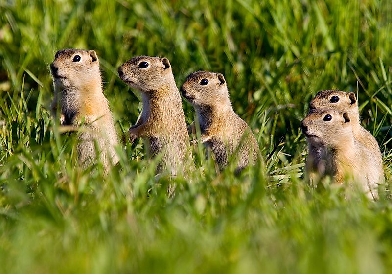 #6 Prairie Dog