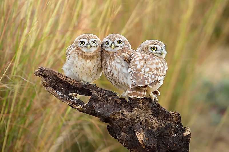#2 Parliament of Owls