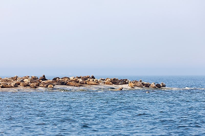 #6 Grey seal