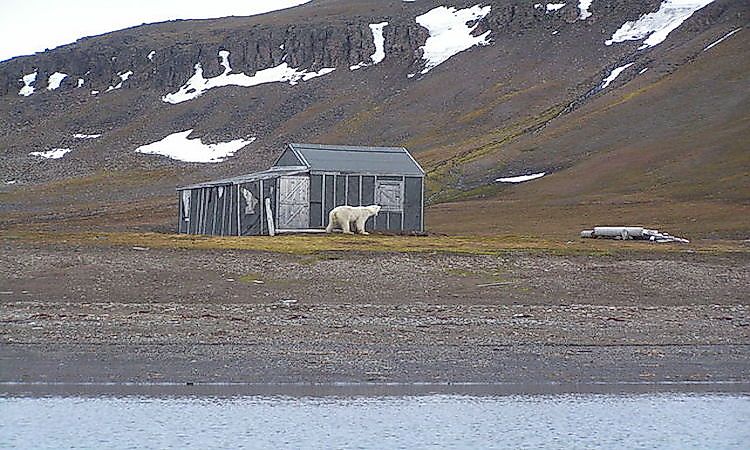#3 Barentsøya -