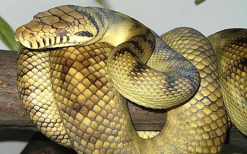 #6 Amethystine (scrub) python