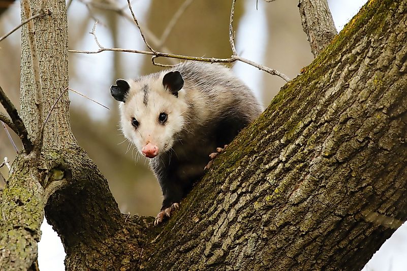 #4 Do Opossums Carry Lyme Disease Or Rabies After Eating All Those Gross Things?