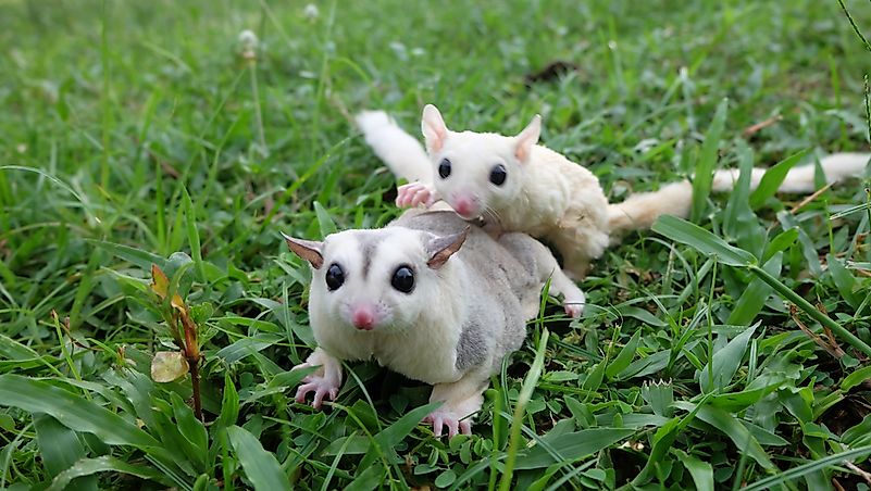 Two Sugar Gliders. Two Sugar Gliders.