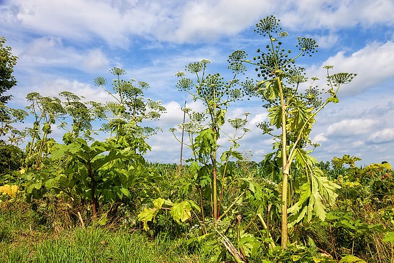 Giant hogweed stands out for its extreme size. Giant hogweed stands out for its extreme size.