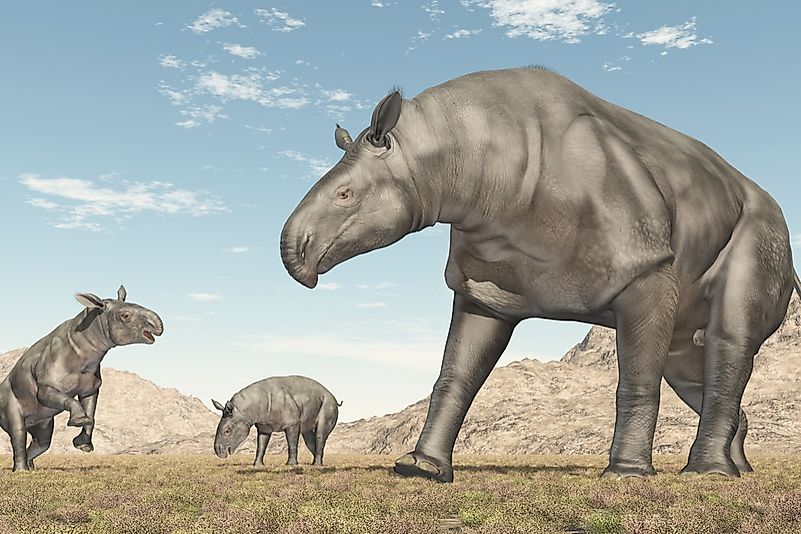#10 Paraceratherium