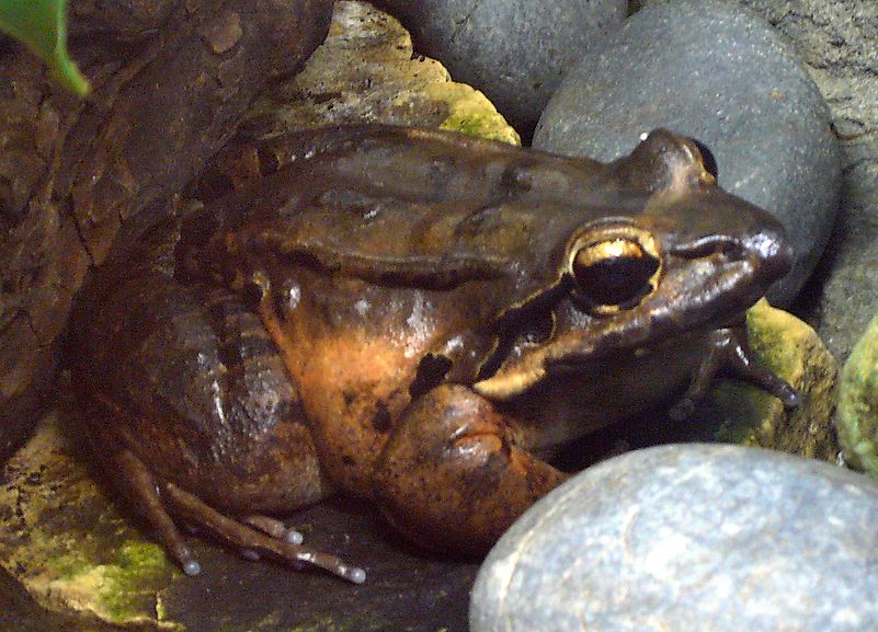 Giant Ditch Frog (Leptodactylus fallax). Image credit: TimVickers/Public domain Giant Ditch Frog (Leptodactylus fallax). Image credit: TimVickers/Public domain