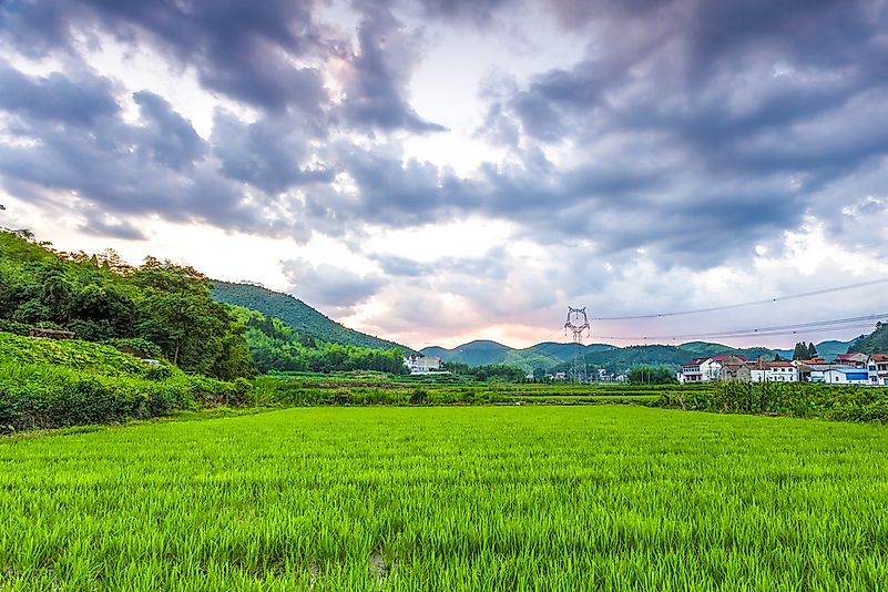 Rice fields in south China. Rice fields in south China.