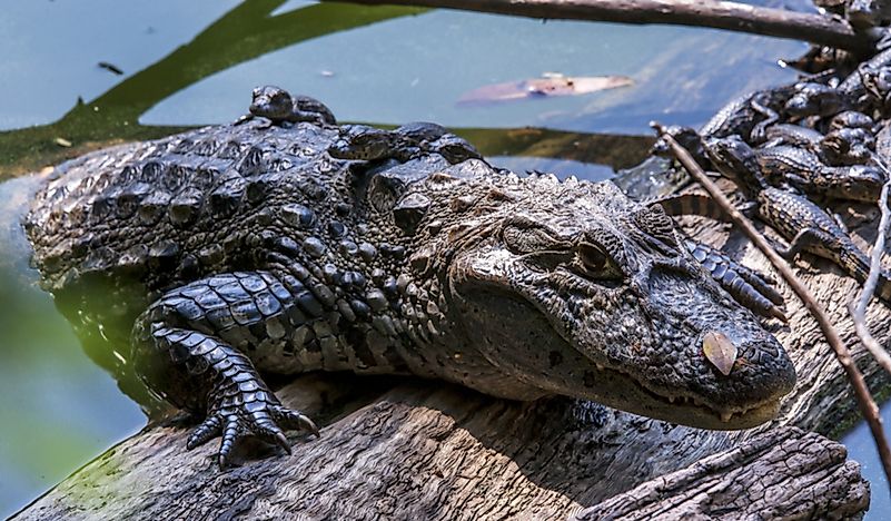 #2 Broad-Snouted Caiman
