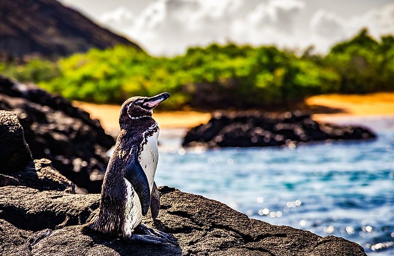 #2 Galapagos Penguins