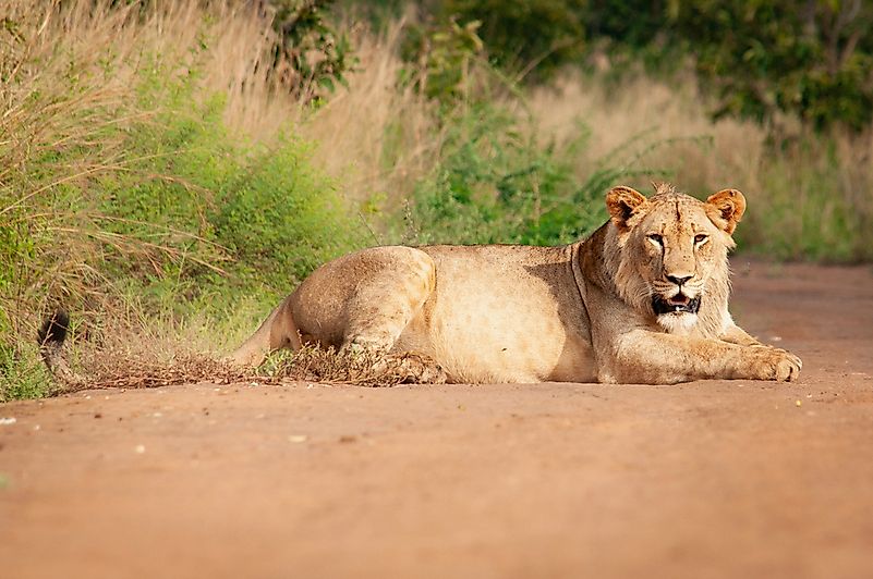 #8 Lion