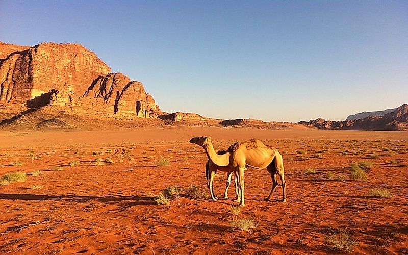 #2 Dromedary Camel