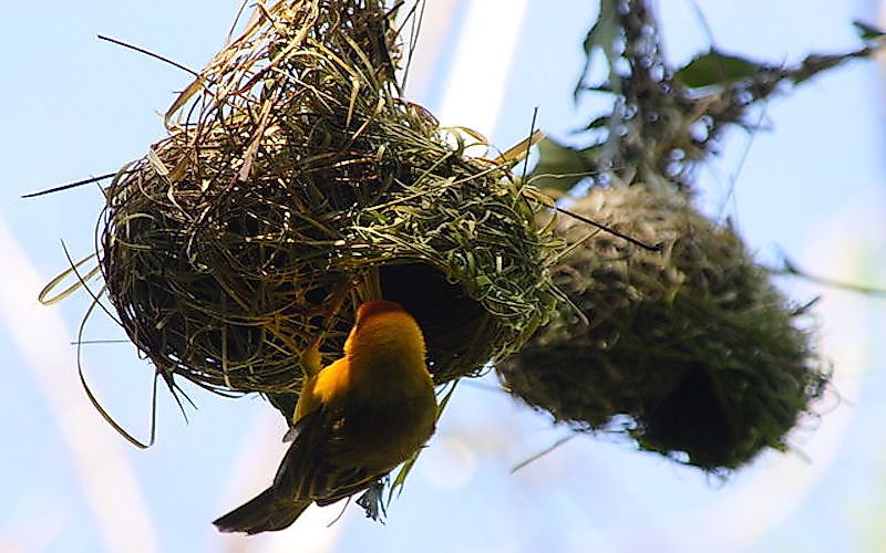 Taveta golden weaver's pendant nest.