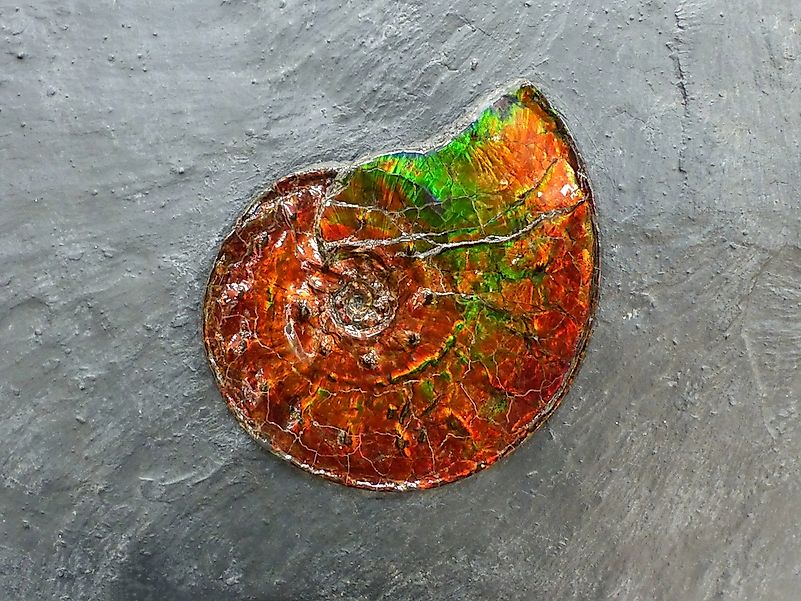 Ammolite