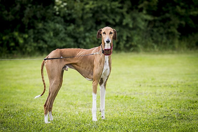 An Azawakh dog. An Azawakh dog.