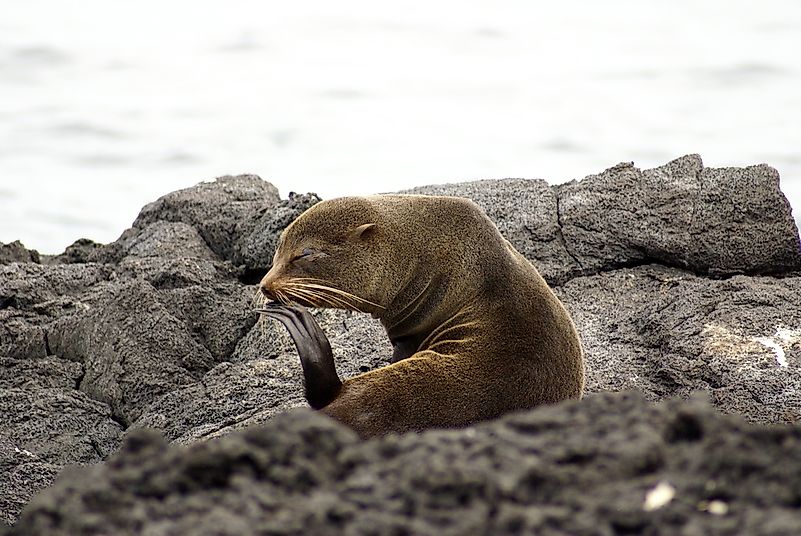#4 Galapagos Fur Seals